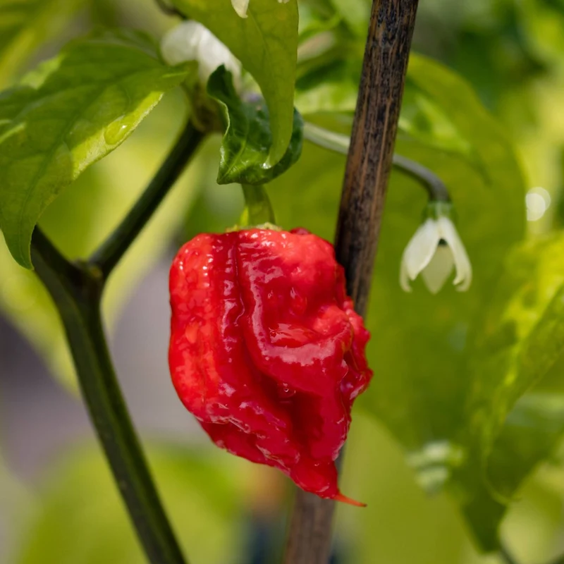 Collection de Piments Forts - Du Habanero au Carolina Reaper