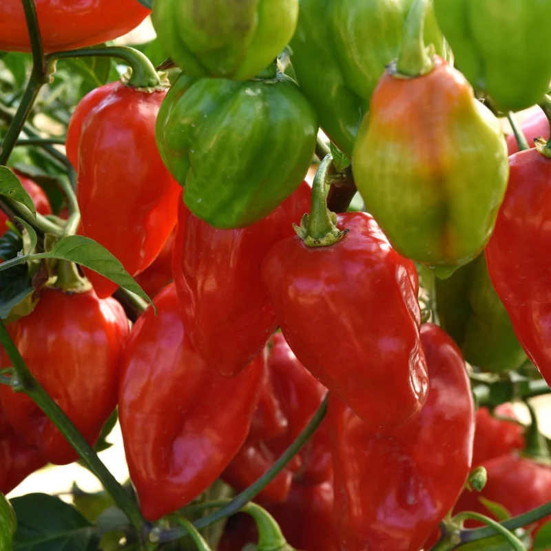 Collection de Piments Forts - Du Habanero au Carolina Reaper