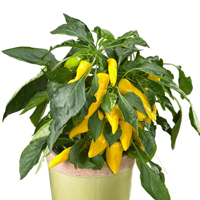 Collection de Piments Forts - Du Habanero au Carolina Reaper