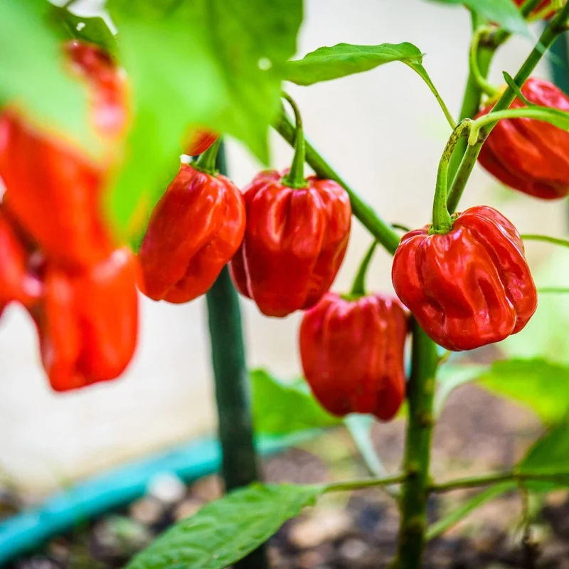 Collection de Piments Forts - Du Habanero au Carolina Reaper