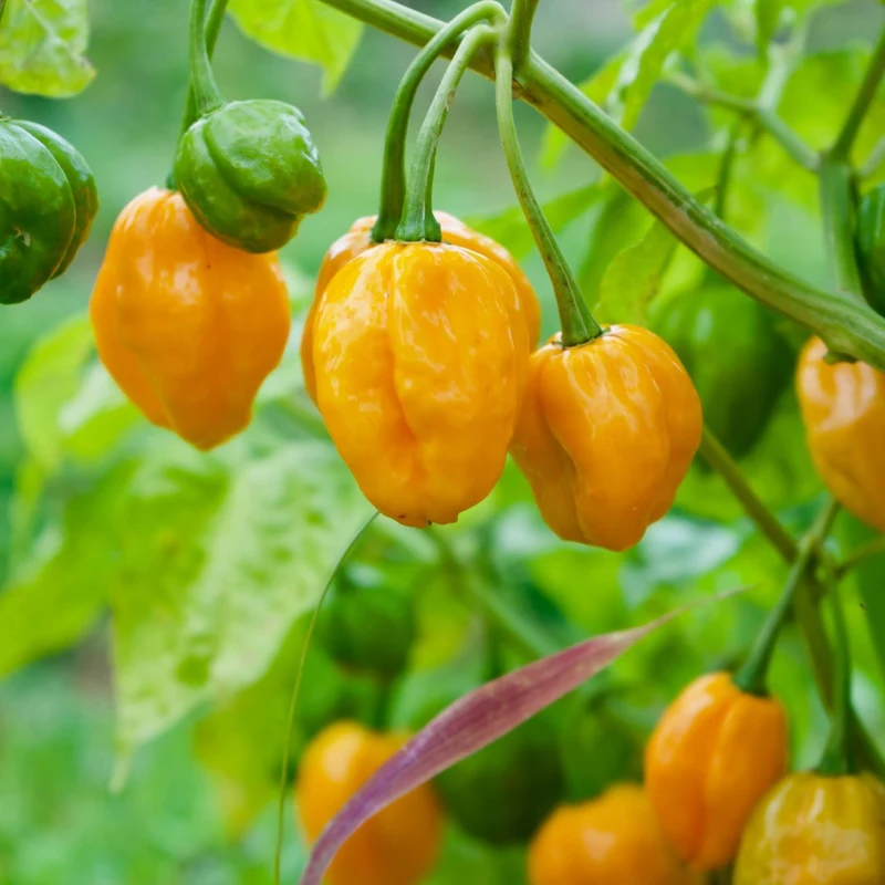 Collection de Piments Forts - Du Habanero au Carolina Reaper