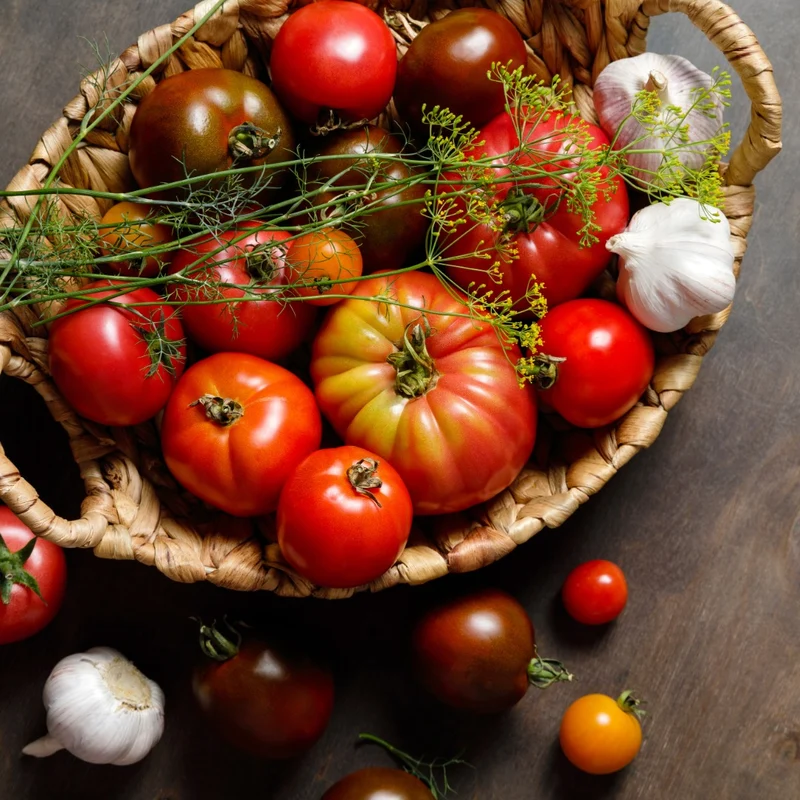 Sélection de tomates ancestrales du Québec – Variétés variées