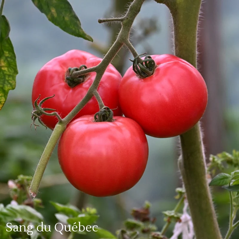 Sélection de tomates ancestrales du Québec – Variétés variées