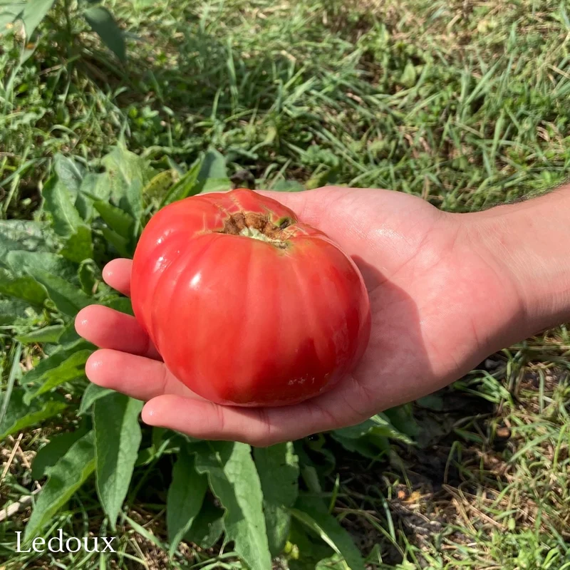 Sélection de tomates ancestrales du Québec – Variétés variées