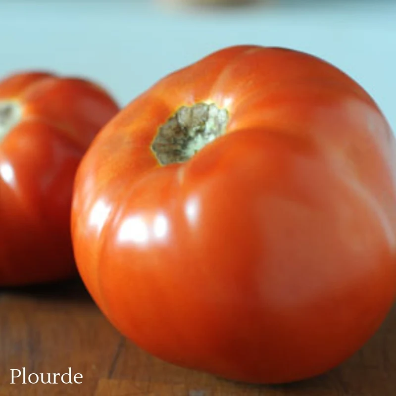 Sélection de tomates ancestrales du Québec – Variétés variées
