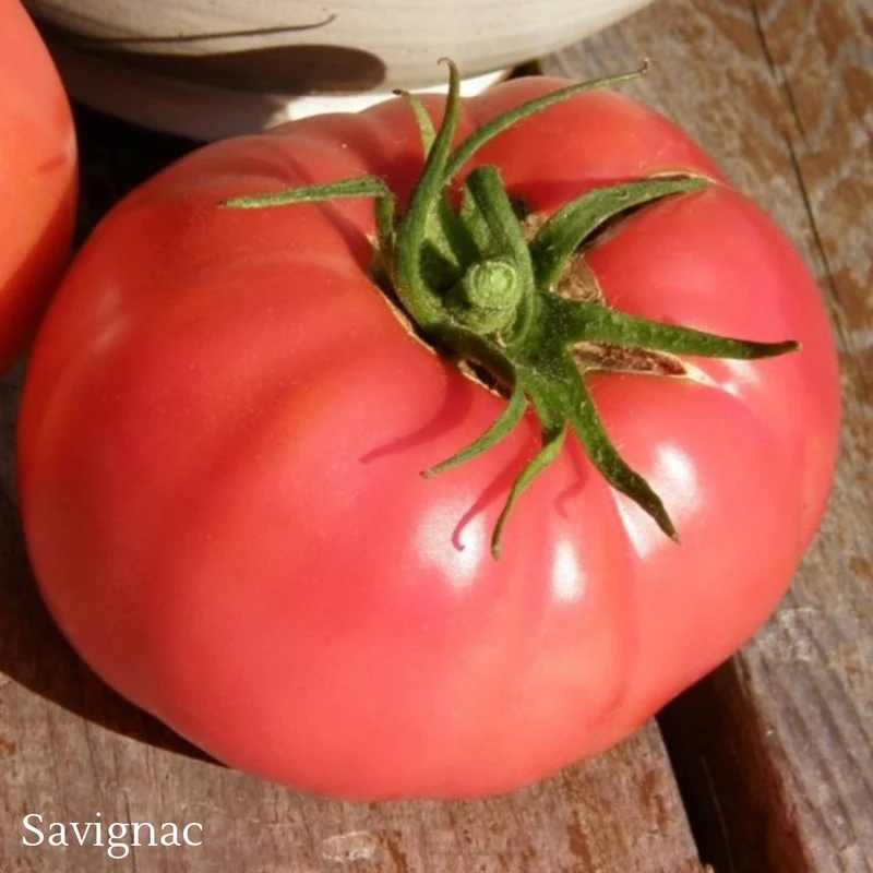 Sélection de tomates ancestrales du Québec – Variétés variées