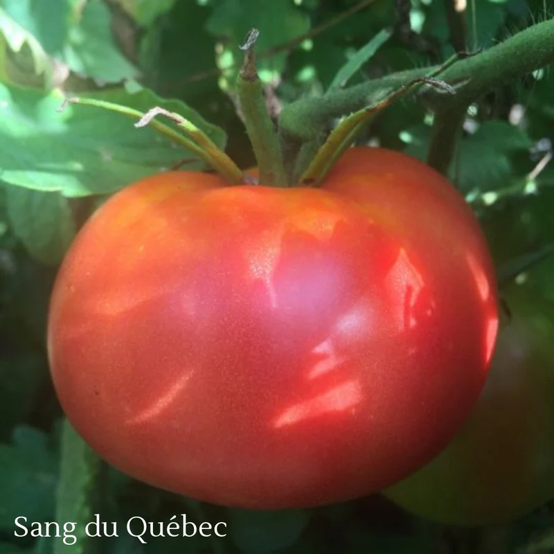 Sélection de tomates ancestrales du Québec – Variétés variées