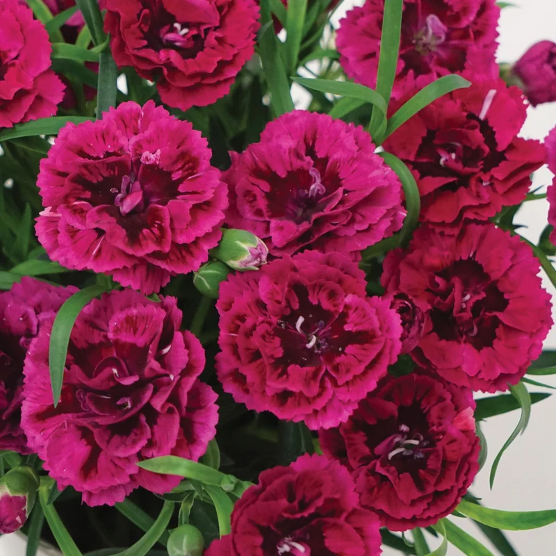 Dianthus DiaDeur™ Magenta+Red – Œillet DiaDeur™ Magenta+Red