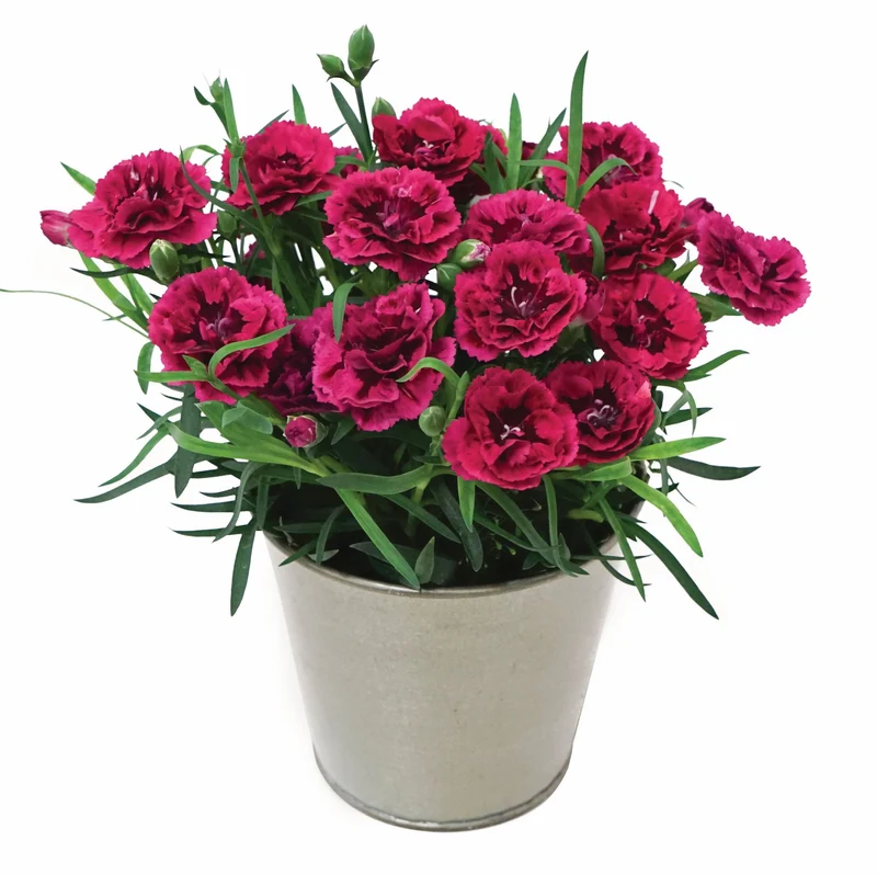 Dianthus DiaDeur™ Magenta+Red – Œillet DiaDeur™ Magenta+Red