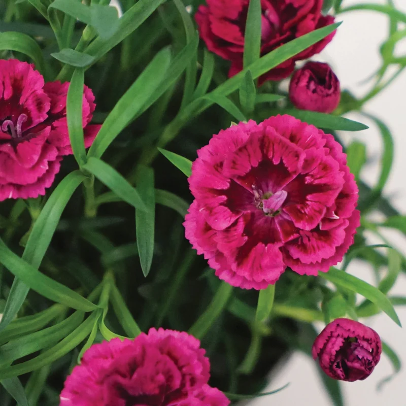 Dianthus DiaDeur™ Magenta+Red – Œillet DiaDeur™ Magenta+Red