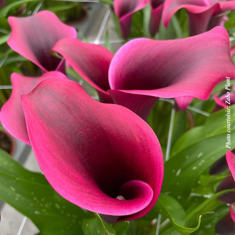 Zantedeschia 'Dior' – Calla Dior