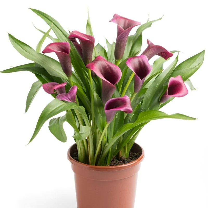 Zantedeschia 'Dior' – Calla Dior