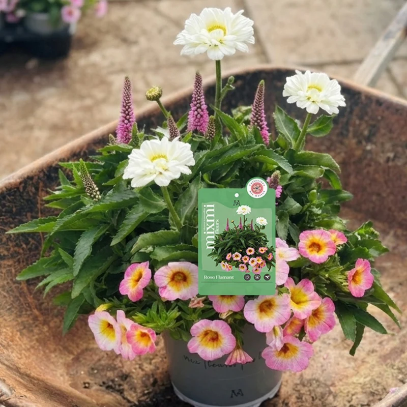 Mixmi exclusivité Botanix – Rose Flamant