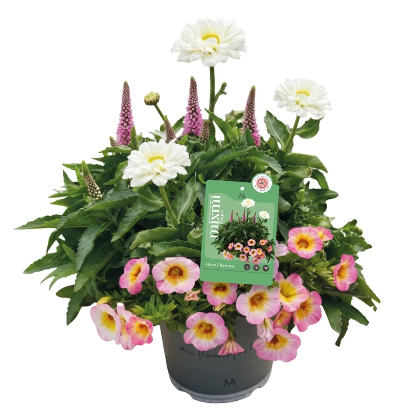 Mixmi exclusivité Botanix – Rose Flamant