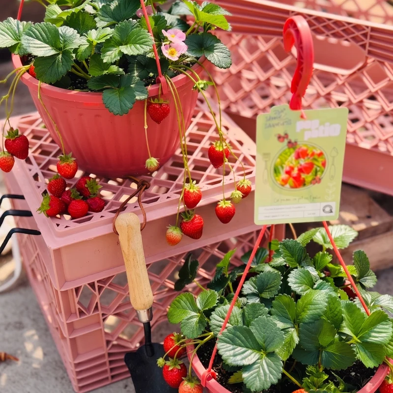 Fraisier Berri Basket® Appleblossom - Fragaria x ananassa