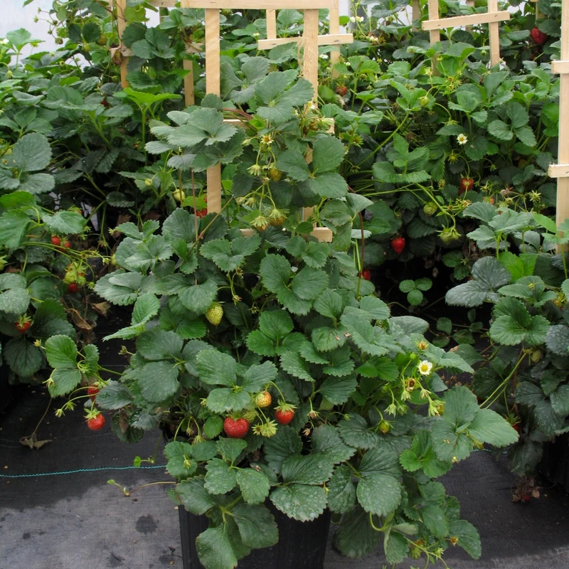 Fraisier 'Profruit Quatre Saisons' - Fragaria x ananassa