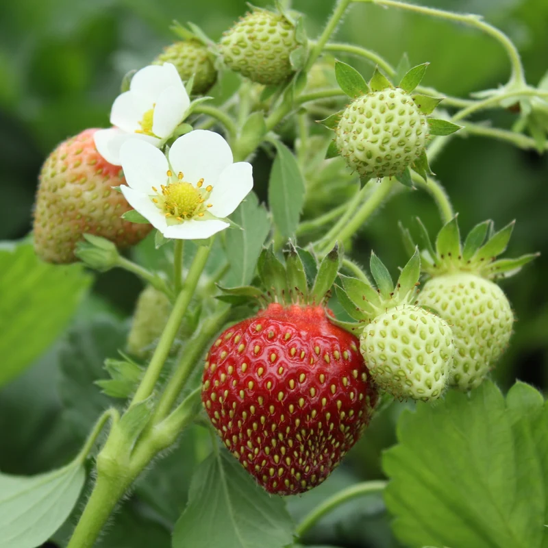 Fraisier 'Profruit Quatre Saisons' - Fragaria x ananassa