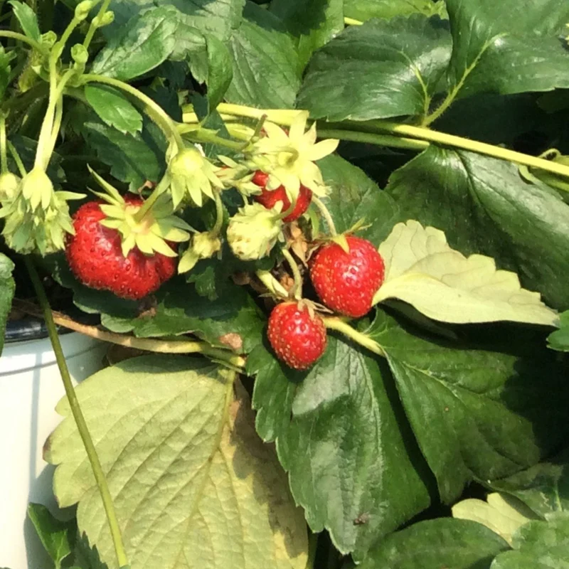 Fraisier 'Profruit Quatre Saisons' - Fragaria x ananassa