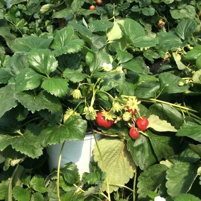 Fraisier 'Profruit Quatre Saisons' - Fragaria x ananassa
