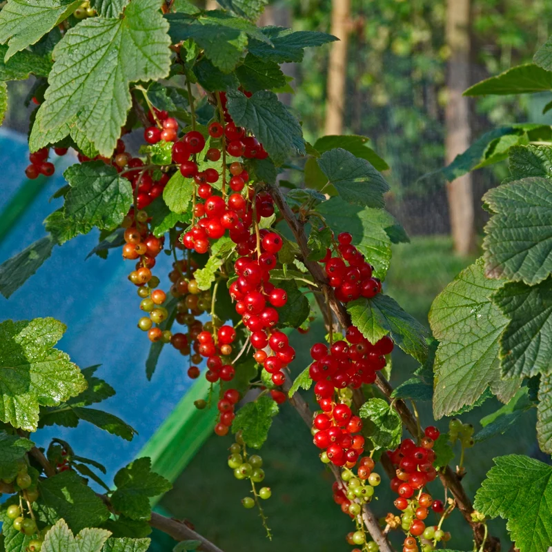 Gadelier 'Rovada' - Ribes rubrum 'Rovada' (ou Groseillier à grappes)