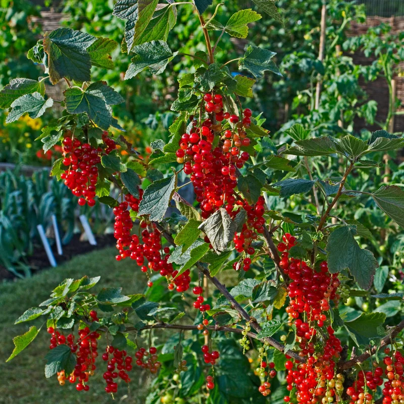 Gadelier 'Rovada' - Ribes rubrum 'Rovada' (ou Groseillier à grappes)