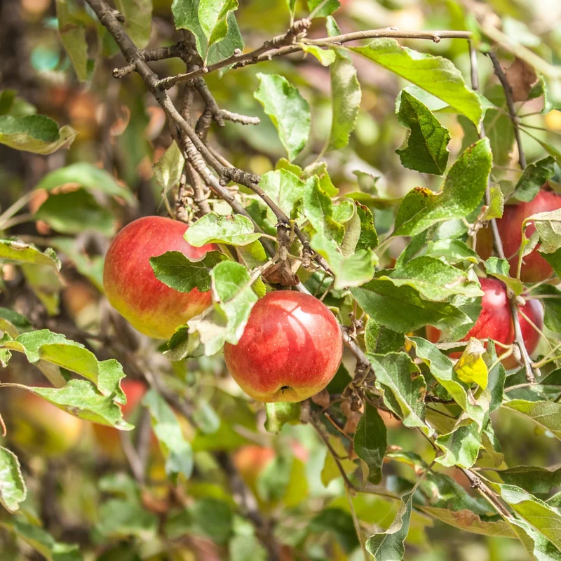 Pommier 'Cortland ' - Malus domestica 'Cortland'