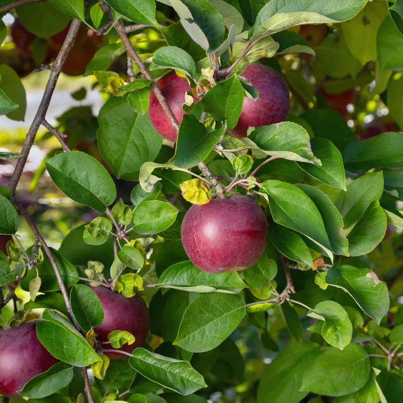 Pommier 'McIntosh' - Malus domestica 'McIntosh'