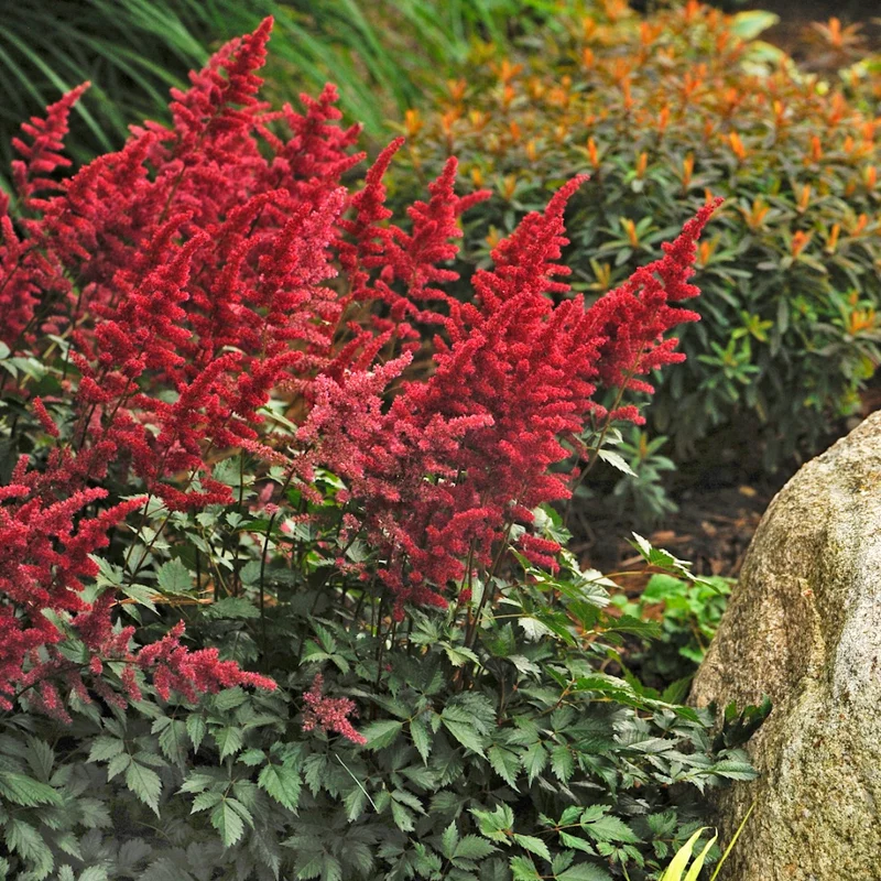 Astilbe x arendsii 'Fanal'