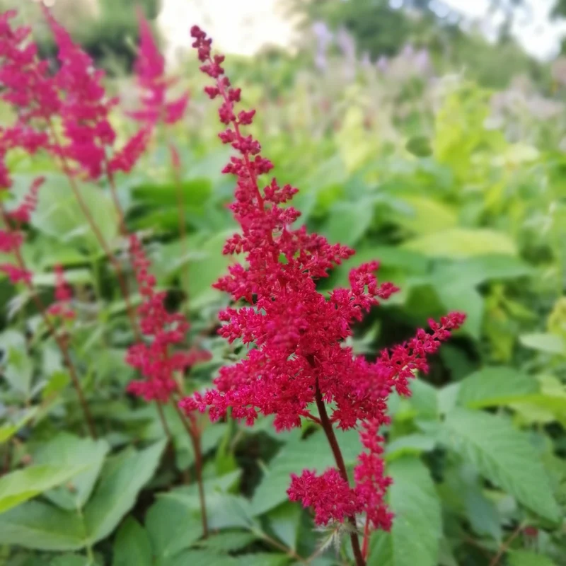 Astilbe x arendsii 'Fanal'
