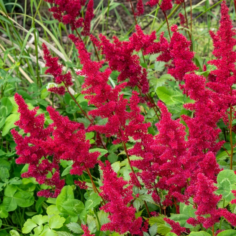 Astilbe x arendsii 'Fanal'