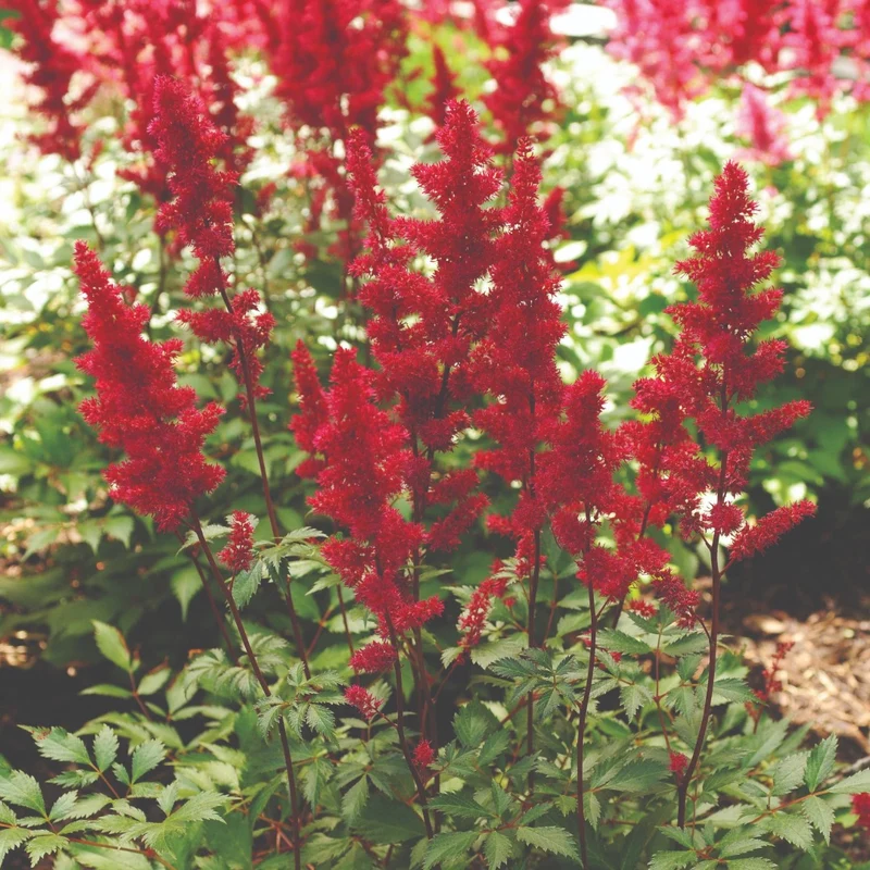 Astilbe x arendsii 'Fanal'