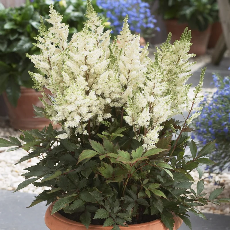 Astilbe 'Younique White™'