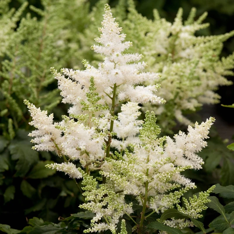 Astilbe 'Younique White™'