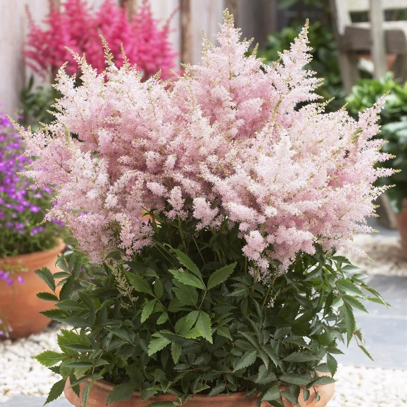 Astilbe 'Younique Silvery Pink™