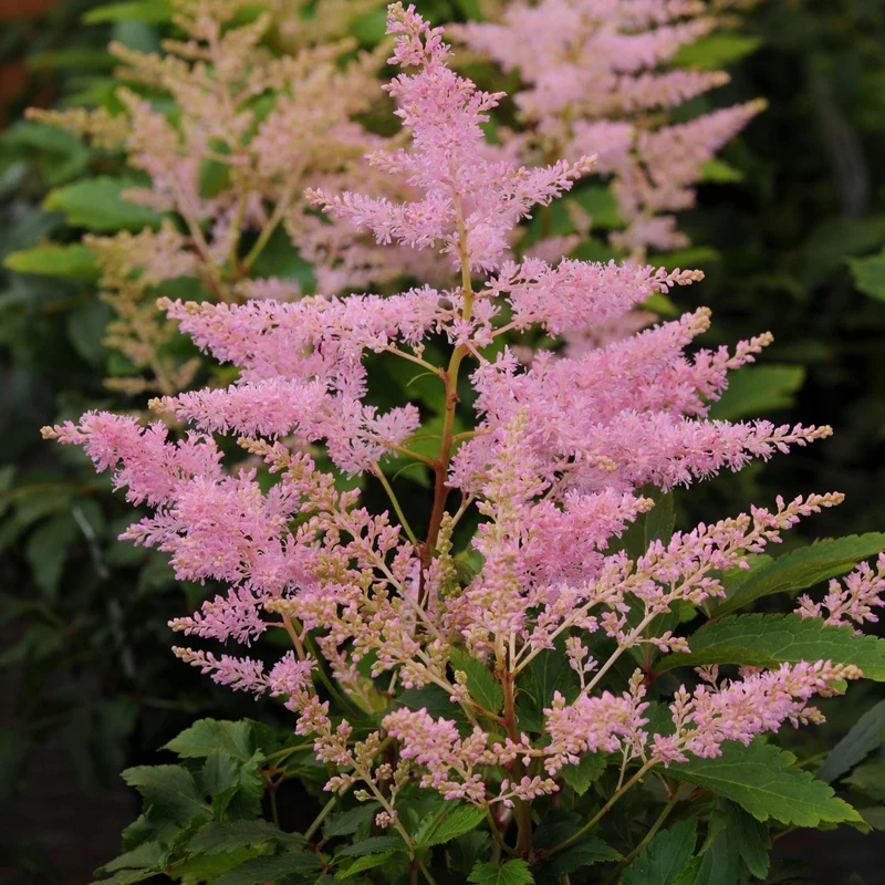 Astilbe 'Younique Silvery Pink™