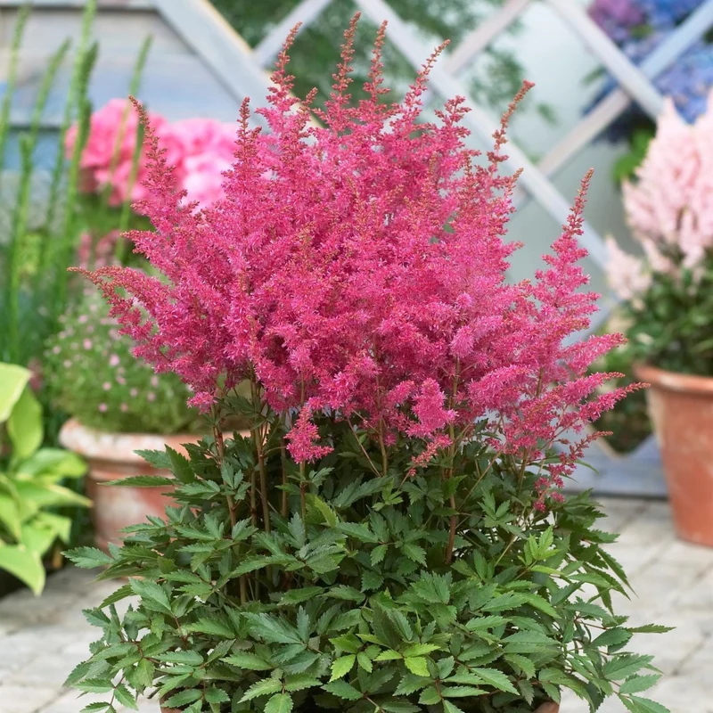 Astilbe 'Younique Lilac™'