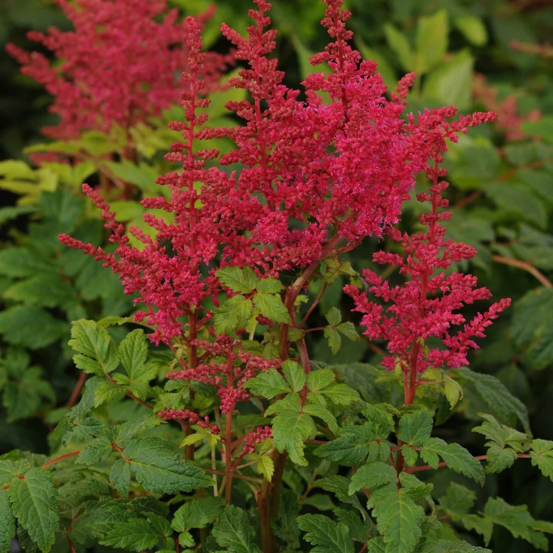 Astilbe 'Younique Carmine™'