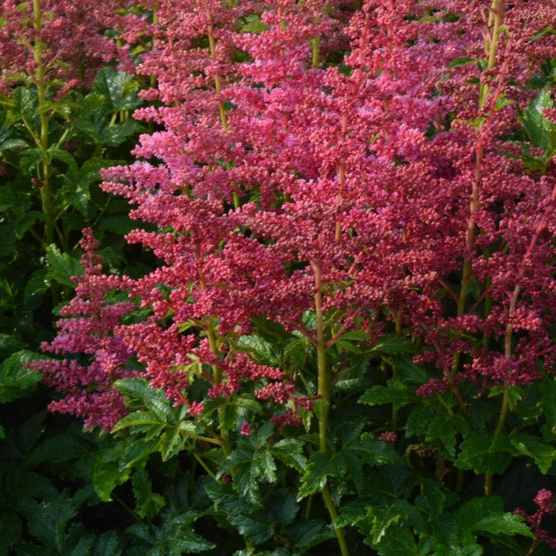 Astilbe 'Younique Carmine™'
