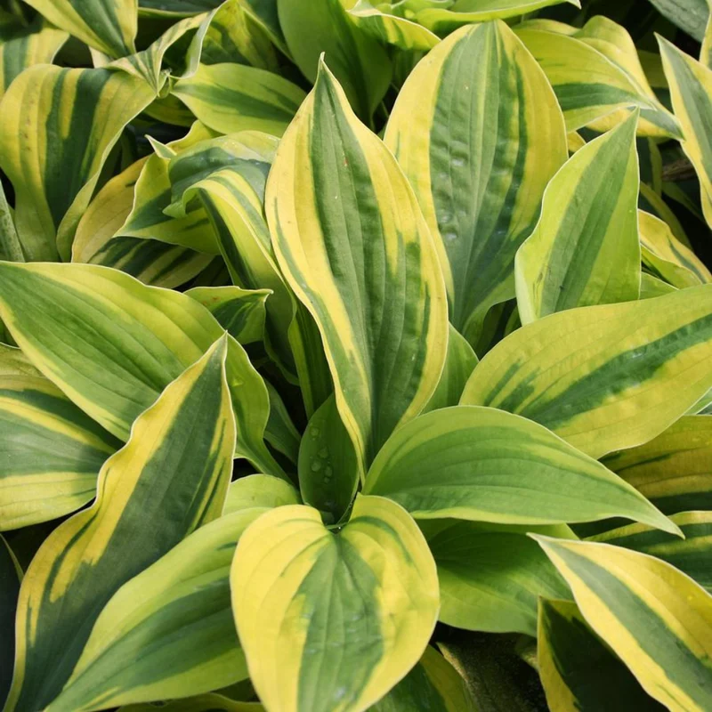 Hosta 'Velvet Moon'