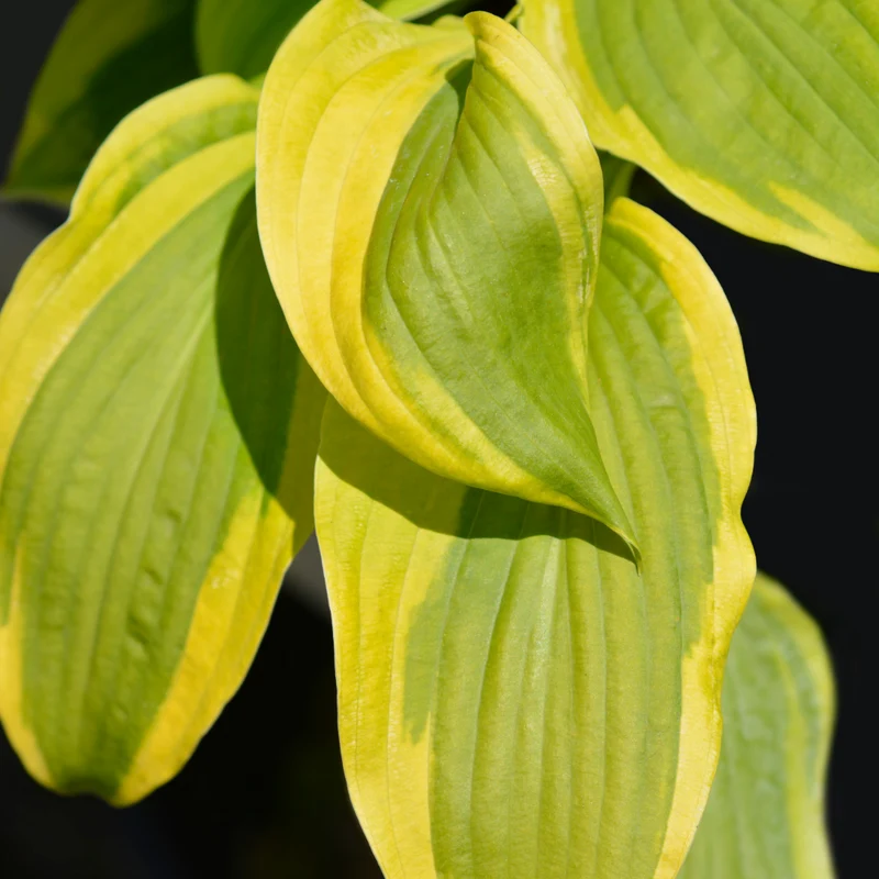 Hosta 'Velvet Moon'