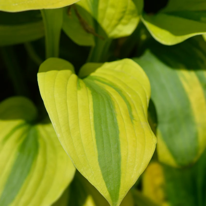 Hosta 'Velvet Moon'