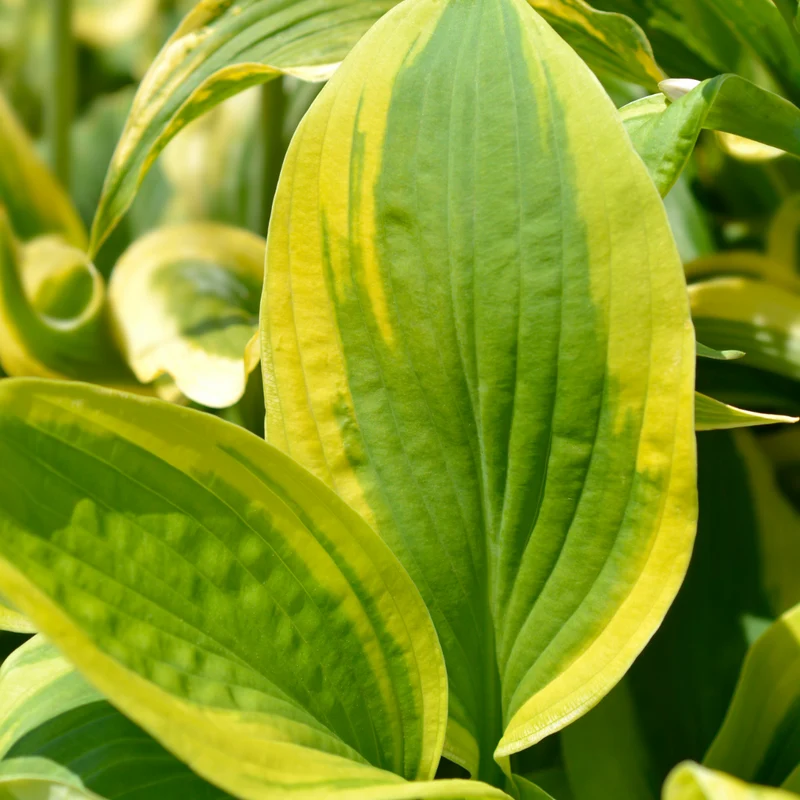 Hosta 'Velvet Moon'