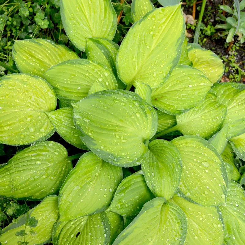Hosta 'Stained Glass'