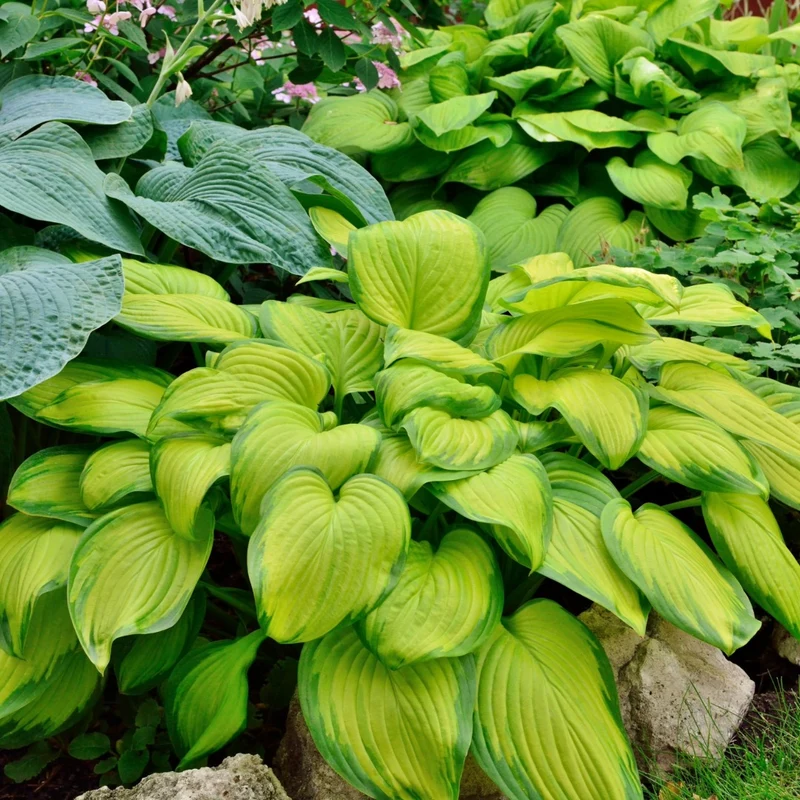 Hosta 'Stained Glass'