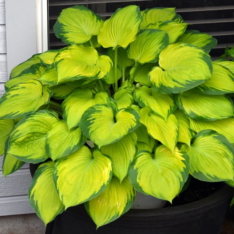 Hosta 'Stained Glass'