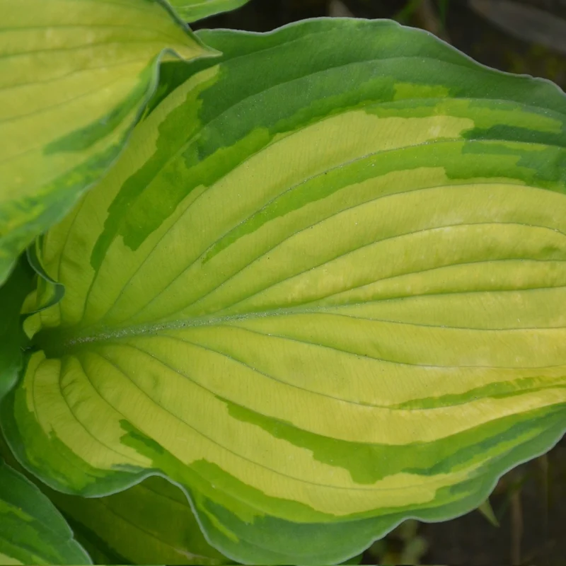 Hosta 'Stained Glass'