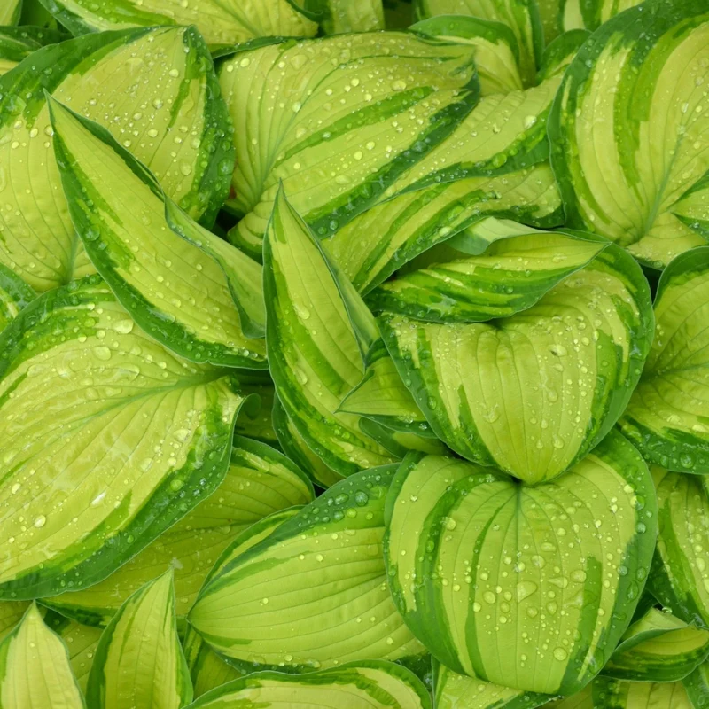 Hosta 'Stained Glass'