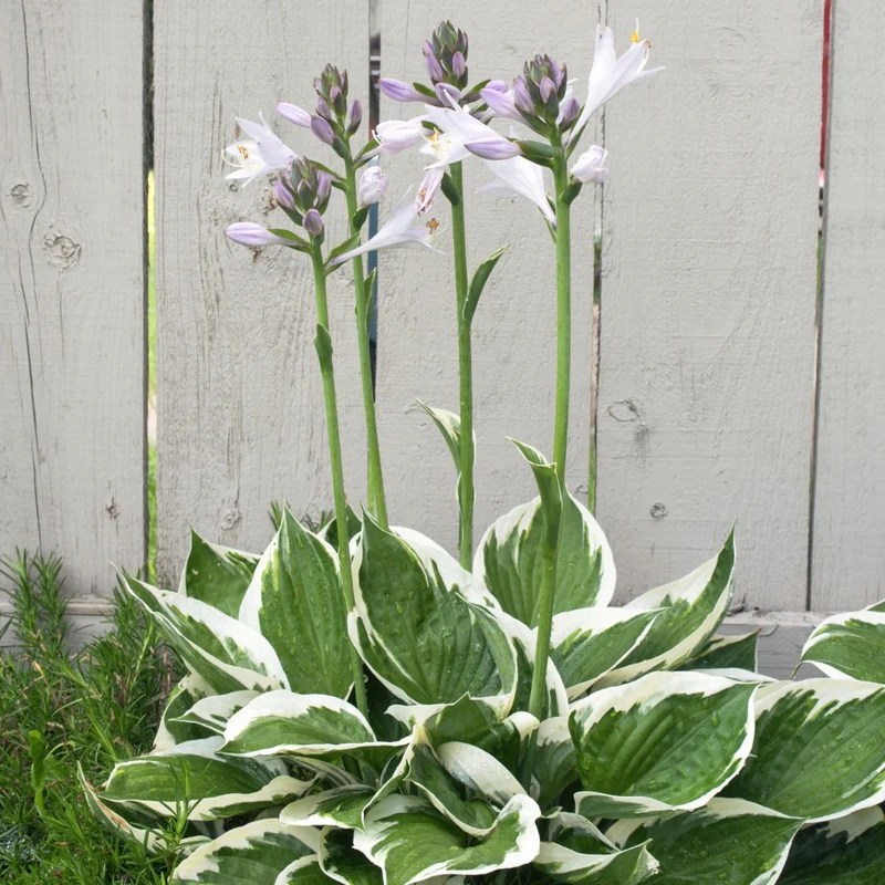 Hosta 'Minuteman'