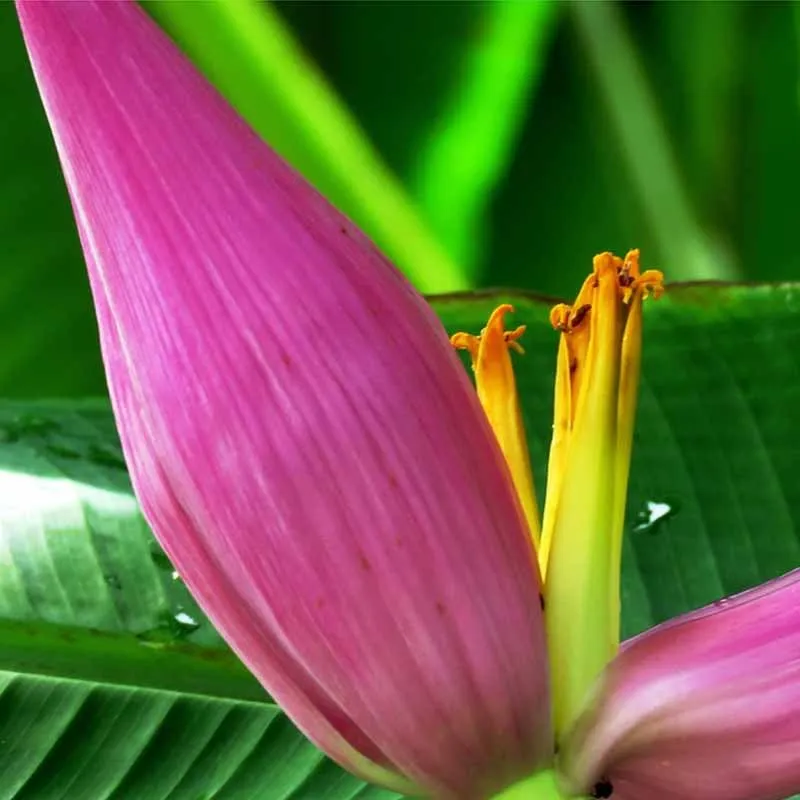 Verse Musa Velutina zaden (roze dwergbanaan)