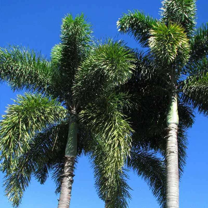 Verse Wodyettia Bifurcata palmzaden (Foxtail palm)